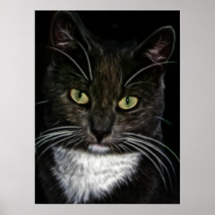 Mooie Poster van Zwarte en Witte Kat