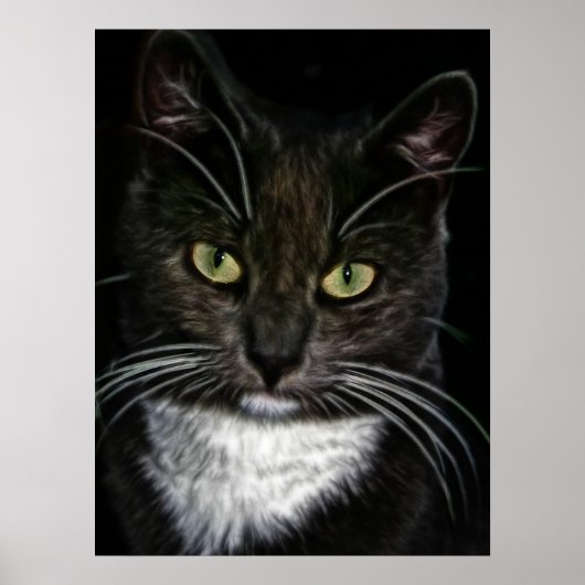Mooie Poster van Zwarte en Witte Kat (Voorkant)