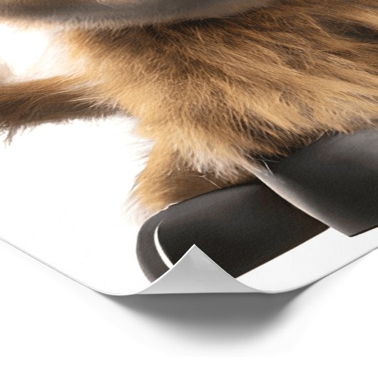 Mooie posterprint van een baby hooglandrund poster (Hoek)