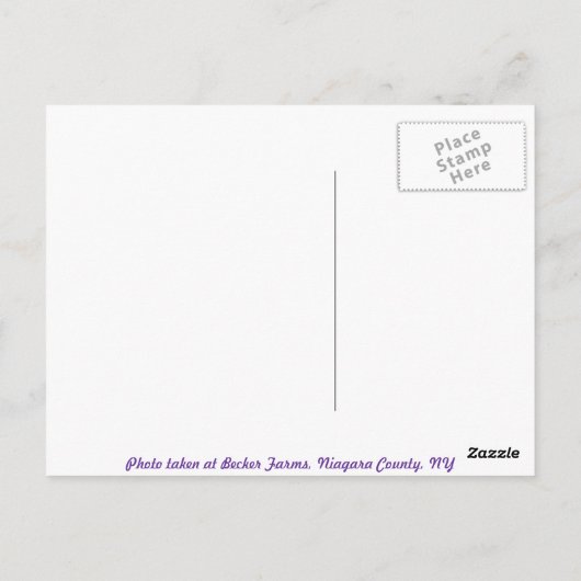 Mooie postkaart van druiven (Achterkant)