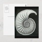 Mooie potloodtekening van Amaltheus ammoniet Briefkaart (Voorkant / Achterkant)