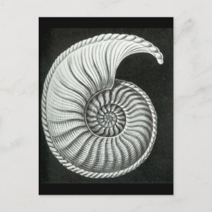 Mooie potloodtekening van Amaltheus ammoniet Briefkaart