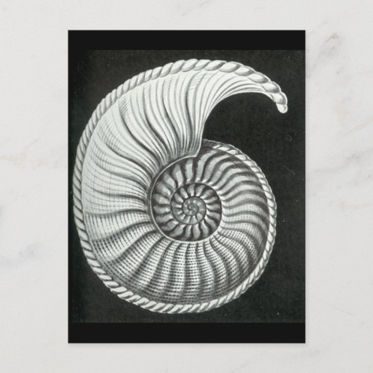 Mooie potloodtekening van Amaltheus ammoniet Briefkaart (Voorkant)