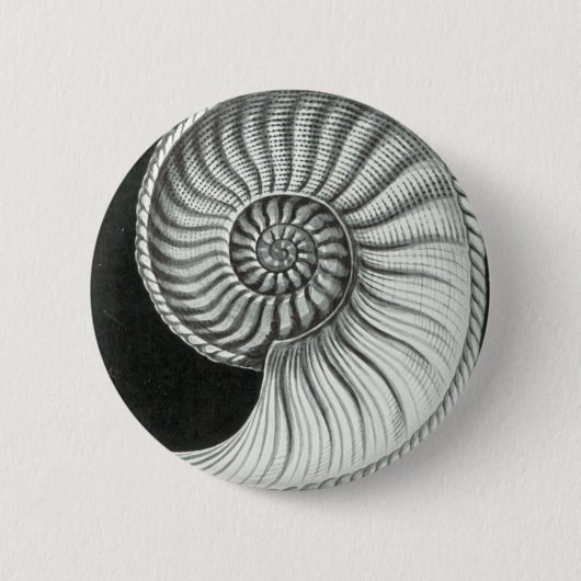 Mooie potloodtekening van Amaltheus ammoniet Ronde Button 5,7 Cm (Voorkant)