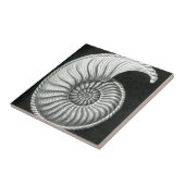 Mooie potloodtekening van Amaltheus ammoniet Tegeltje (Zijkant)