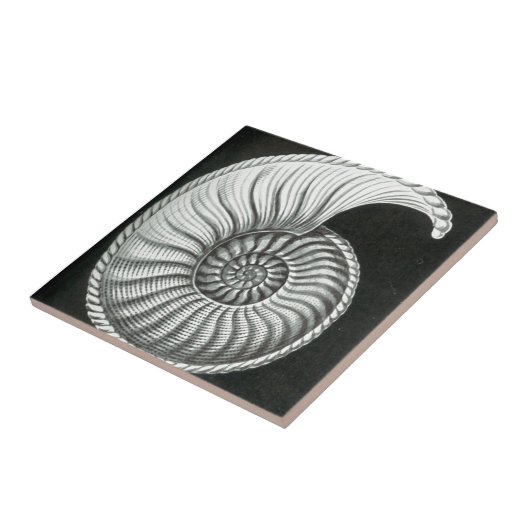 Mooie potloodtekening van Amaltheus ammoniet Tegeltje (Zijkant)