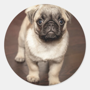 Mooie Pug Puppypfoto Ronde Sticker