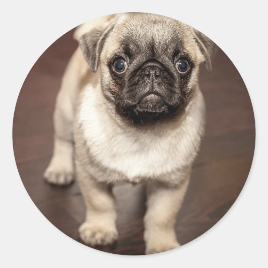 Mooie Pug Puppypfoto Ronde Sticker (Voorkant)
