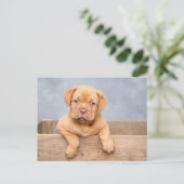 Mooie puppy hond postkaart (Staand voorkant)