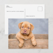 Mooie puppy hond postkaart (Voorkant / Achterkant)