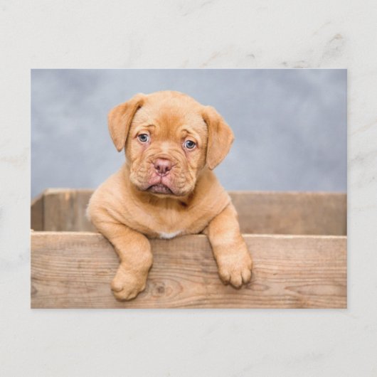 Mooie puppy hond postkaart (Voorkant)