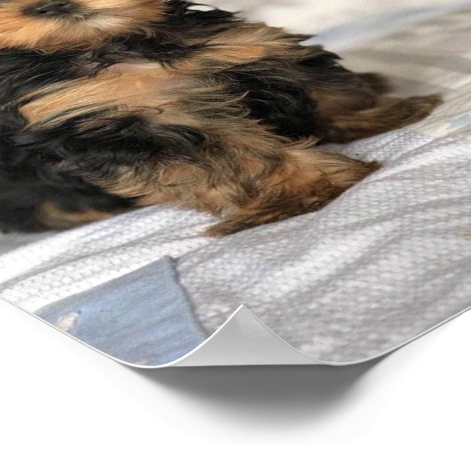 Mooie puppy poster (Hoek)