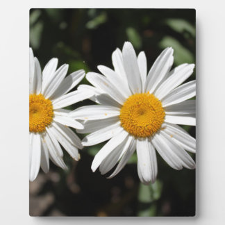 Mooie pure witte madeliefjes bloemen fotoplaat