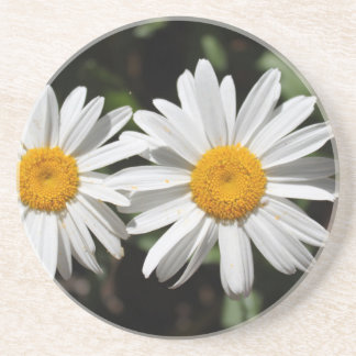 Mooie pure witte madeliefjes bloemen zandsteen onderzetter