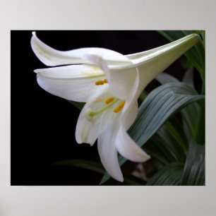 Mooie, pure witte Paaslelie bloem in het zwart Poster