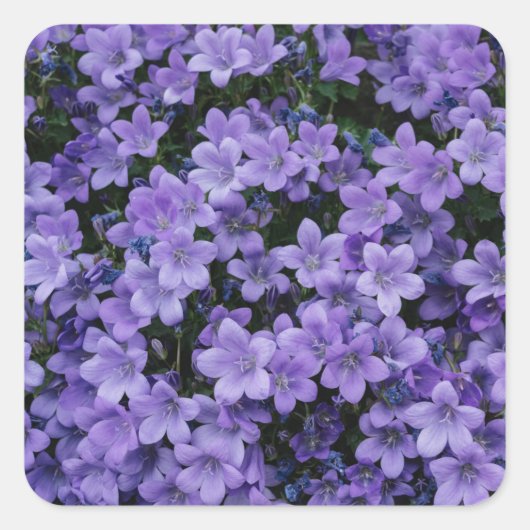 Mooie Purple Flowers Sticker set (Voorkant)
