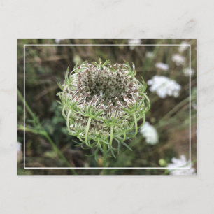 Mooie Queen Anne's Lace  Floral Briefkaart
