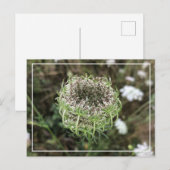 Mooie Queen Anne's Lace  Floral Briefkaart (Voorkant / Achterkant)