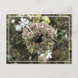 Mooie Queen Anne's Lace  Floral Briefkaart