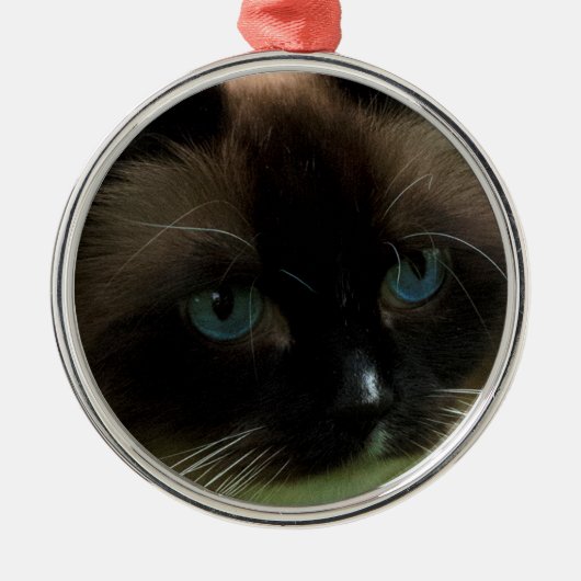 Mooie Ragdoll Cat Ornament (Voorkant)