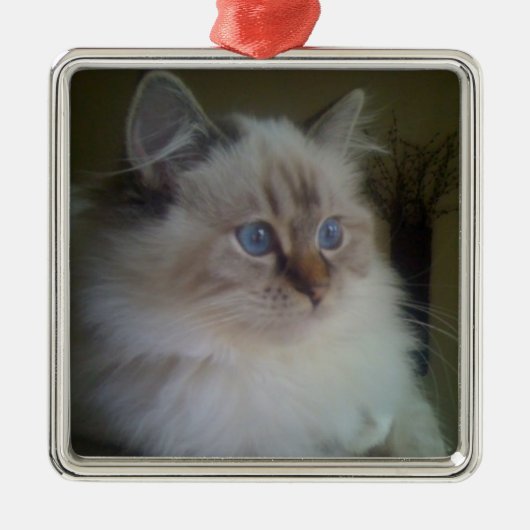 Mooie Ragdoll Hymalayan Cat Gazing in Winter Metalen Ornament (Voorkant)