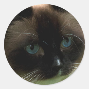 Mooie Ragdoll Kat Ronde Sticker