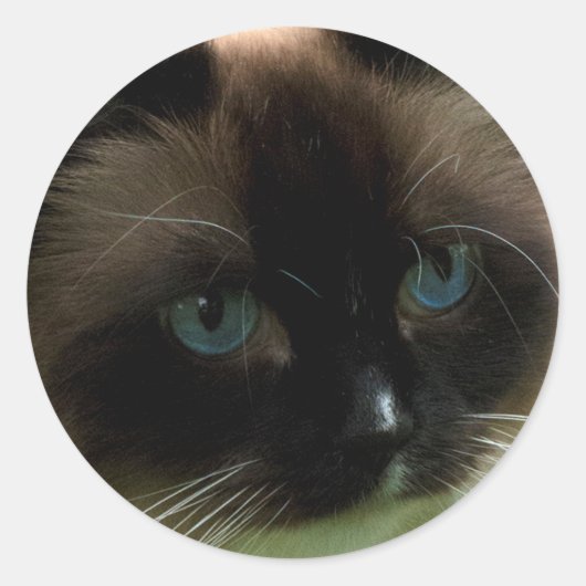 Mooie Ragdoll Kat Ronde Sticker (Voorkant)