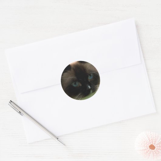 Mooie Ragdoll Kat Ronde Sticker (Envelop)