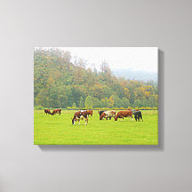 Mooie ranch, koeien & groene weide, boerenscene