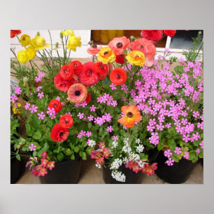 Mooie Rannunculus Lente Bloem Tuin Poster