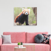 Mooie Red Panda op een filiaal Canvas Afdruk (Insitu (Woonkamer))