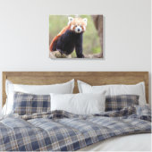 Mooie Red Panda op een filiaal Canvas Afdruk (Insitu (Slaapkamer))