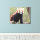 Mooie Red Panda op een filiaal Canvas Afdruk (Insitu (Houten vloer))