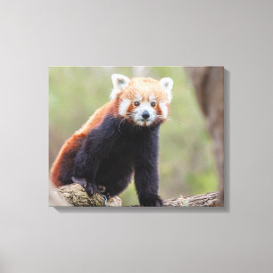 Mooie Red Panda op een filiaal Canvas Afdruk
