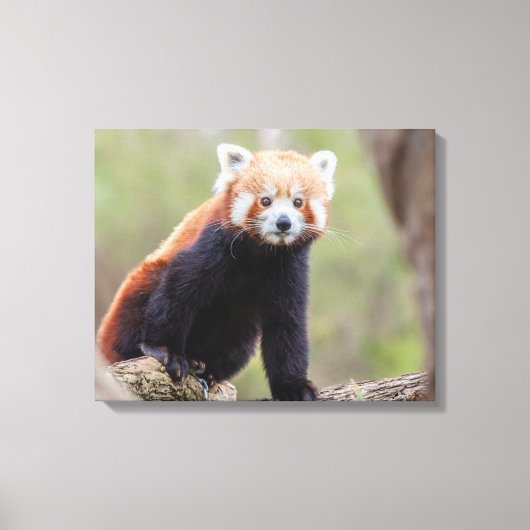 Mooie Red Panda op een filiaal Canvas Afdruk (Voorkant)