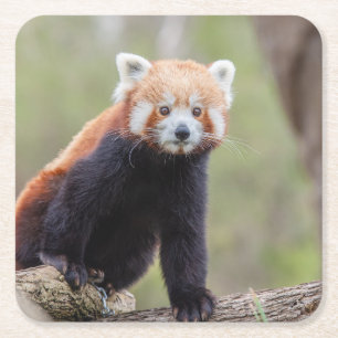 Mooie Red Panda op een filiaal Kartonnen Onderzetters