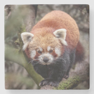 Mooie Red Panda op een filiaal Stenen Onderzetter