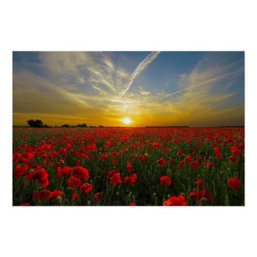 Mooie Red Poppy Field Sunset fotografie Poster (Voorkant)