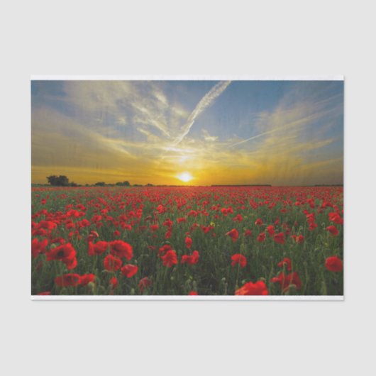 Mooie Red Poppy Field Sunset fotografie Tissuepapier (Voorkant)