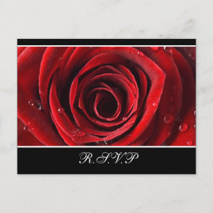 Mooie Red Rose Wedding RSVP briefkaart -Zwart