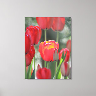 Mooie Red Tulip Canvas met zonlicht Afdruk