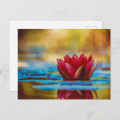 Mooie Red Water Lily Briefkaart (Voorkant / Achterkant)
