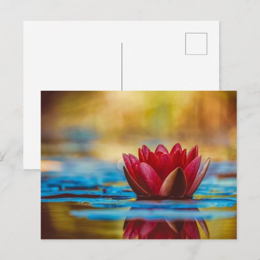 Mooie Red Water Lily Briefkaart (Voorkant / Achterkant)