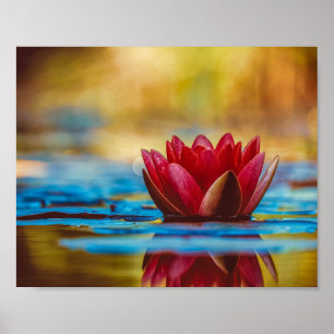 Mooie Red Water Lily Poster