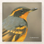 Mooie reuzenhaai in de boom glazen onderzetter (Voorkant)