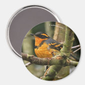 Mooie reuzenhaai in de boom magneet (Voorkant / Achterkant)