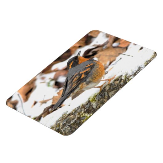 Mooie reuzenhaai in de sneeuw magneet (Linkerzijde)