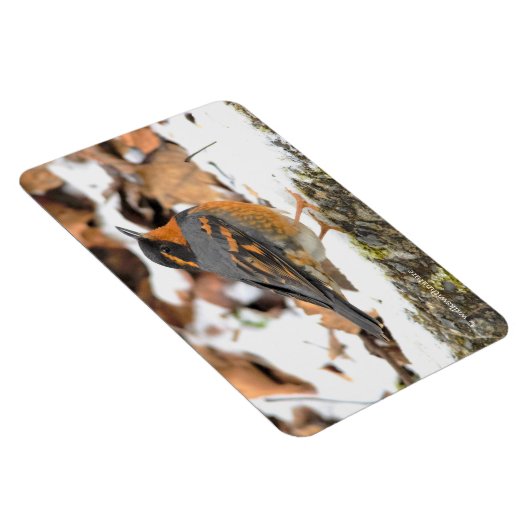 Mooie reuzenhaai in de sneeuw magneet (Rechterzijde)