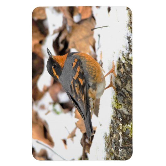 Mooie reuzenhaai in de sneeuw magneet (Verticaal)