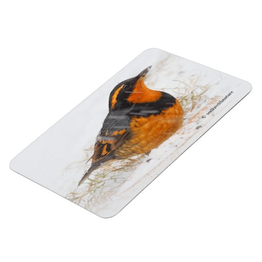 Mooie reuzenhaai in de sneeuw magneet (Linkerzijde)